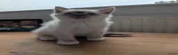Mixed Breed cats for sale: Two male ragdoll mix kittens - Advert 4