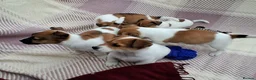 Jack Russell dogs for sale: Pure Jack Russell pups for sale - Advert 11