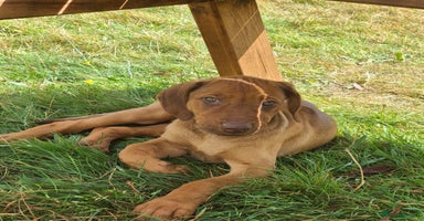 Rhodesian Ridgeback dogs - Advert 8