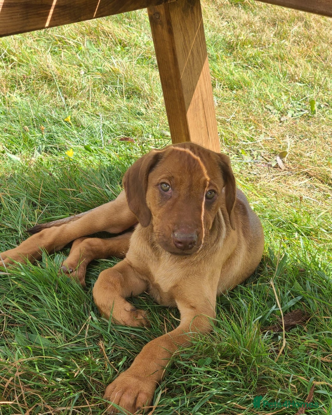 Rhodesian Ridgeback dogs for sale: Big bold bouncy bundles  - Image 3
