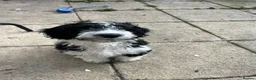 Cockapoo dogs for stud: COCKAPOO AVAILABLE FOR STUD ⭐️  - Advert 16