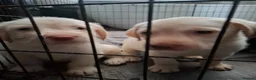 Labradoodle dogs for sale: Beautful home raised standard labradoodle puppies - Advert 12