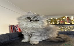 Persian cats for sale: Beautiful Persian x Exotic Kittens - Now Ready! - Image 8