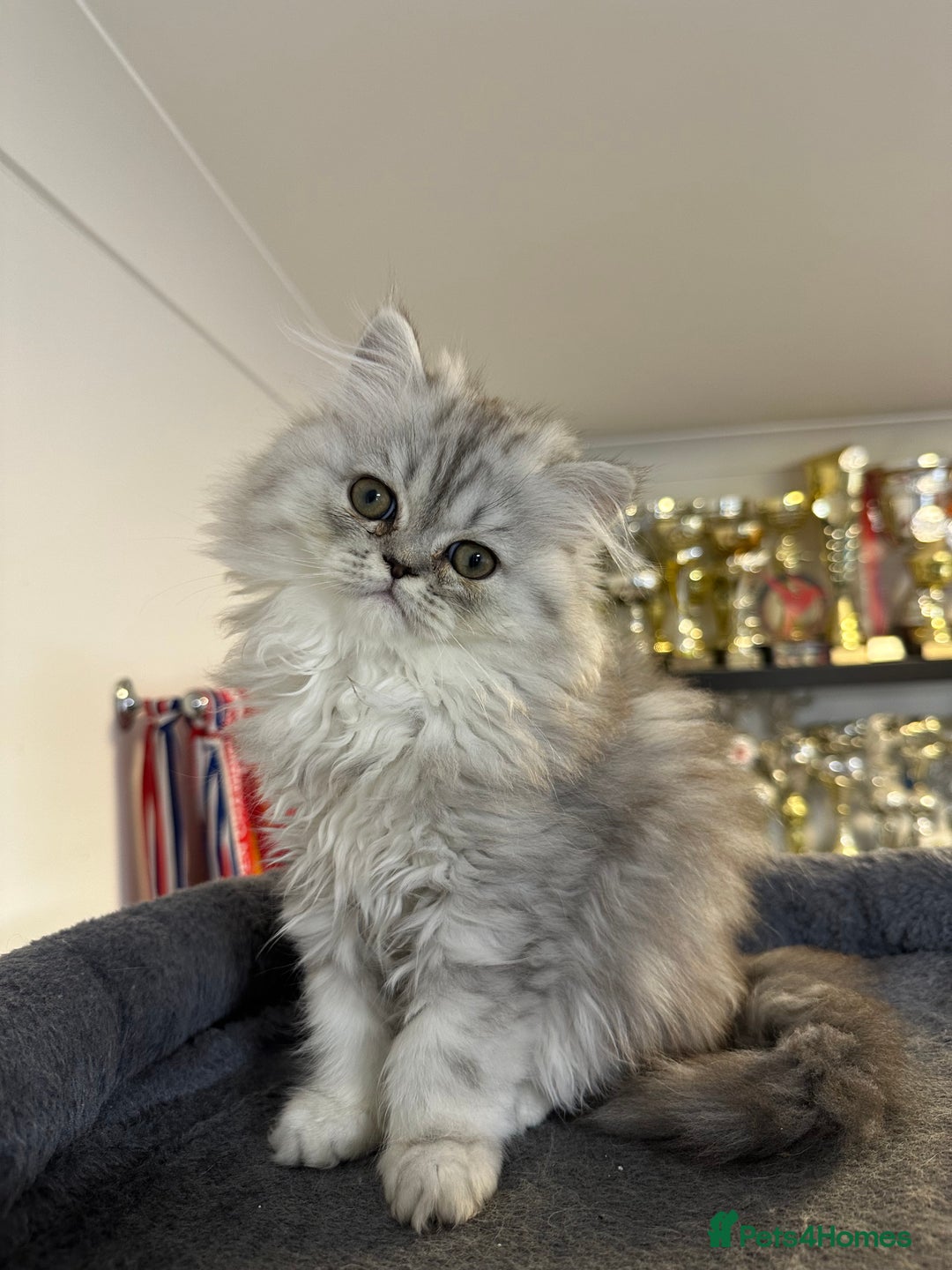 Persian cats for sale: Beautiful Persian x Exotic Kittens - Now Ready! - Image 8