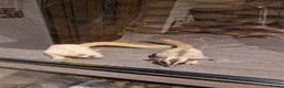 Sugar Glider rodents for sale: Trio of sugar gliders in Verwood - Advert 8