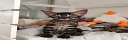 Bengal cats for sale: Beautiful Bengal Kittens, Ready now  - Advert 24