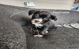 Mixed Breed dogs for sale: Cane Corso mix Puppies  - Image 3