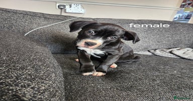 Mixed Breed dogs - Advert 7