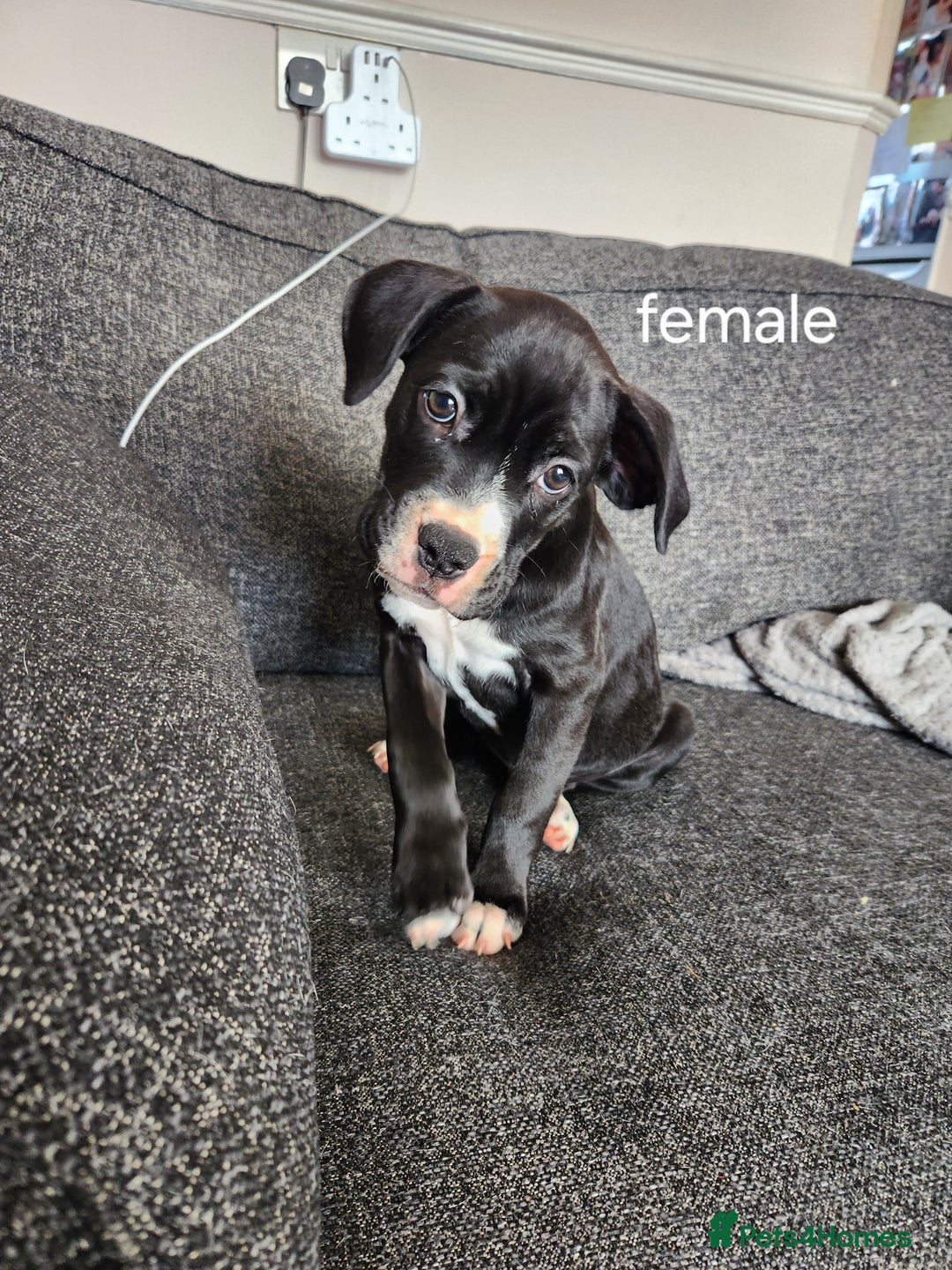 Mixed Breed dogs for sale: Cane Corso mix Puppies  - Image 3