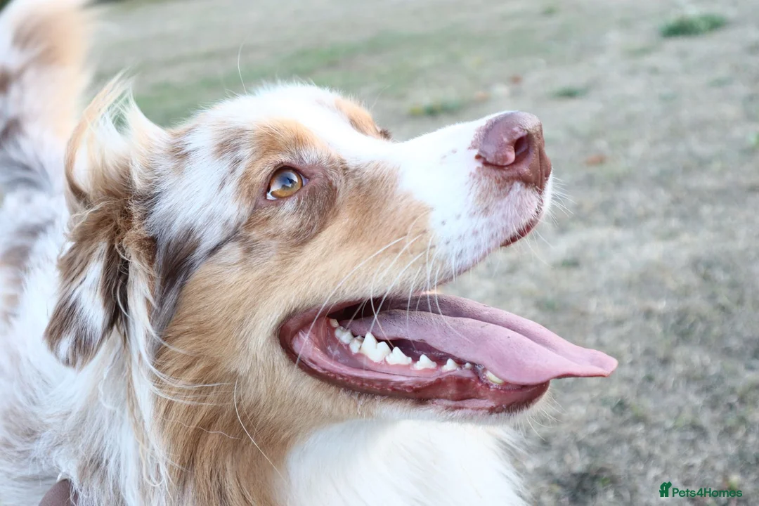 Australian Shepherd dogs for stud: Proven HT KC Champ Red Merle Australian Shep Stud in Bromley - Advert 5