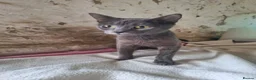 Mixed Breed cats for adoption: Sheba for adoption - Advert 5