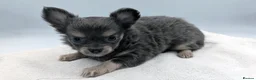 Chihuahua dogs for sale: Kennel Club Longhaired Chihuahua Puppies Blue KC in Colne - Advert 1