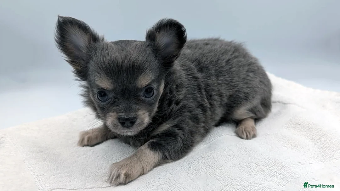 Chihuahua dogs for sale: Kennel Club Longhaired Chihuahua Puppies Blue KC in Colne - Advert 1