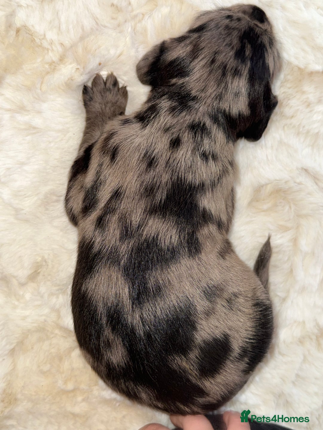 Mixed Breed dogs for sale: Merle sprocker x lurcher puppies  - Image 17
