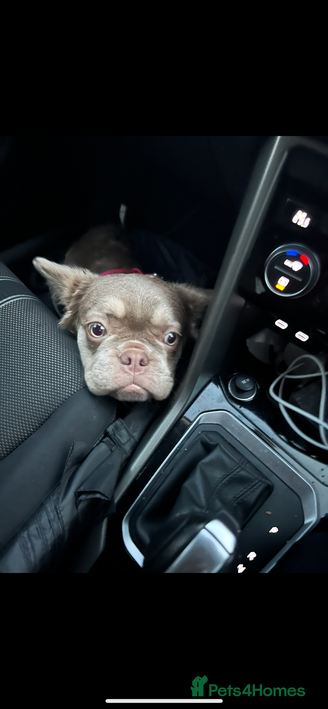 French Bulldog dogs for sale: 🐾 Adorable Fluffy French Bulldog for Sale! 🐾 - Image 6