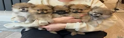 Pomeranian dogs for sale: Male Pomeranian puppy - Advert 9