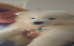Samoyed dogs for sale: Last Boy samoyed  - Image 2
