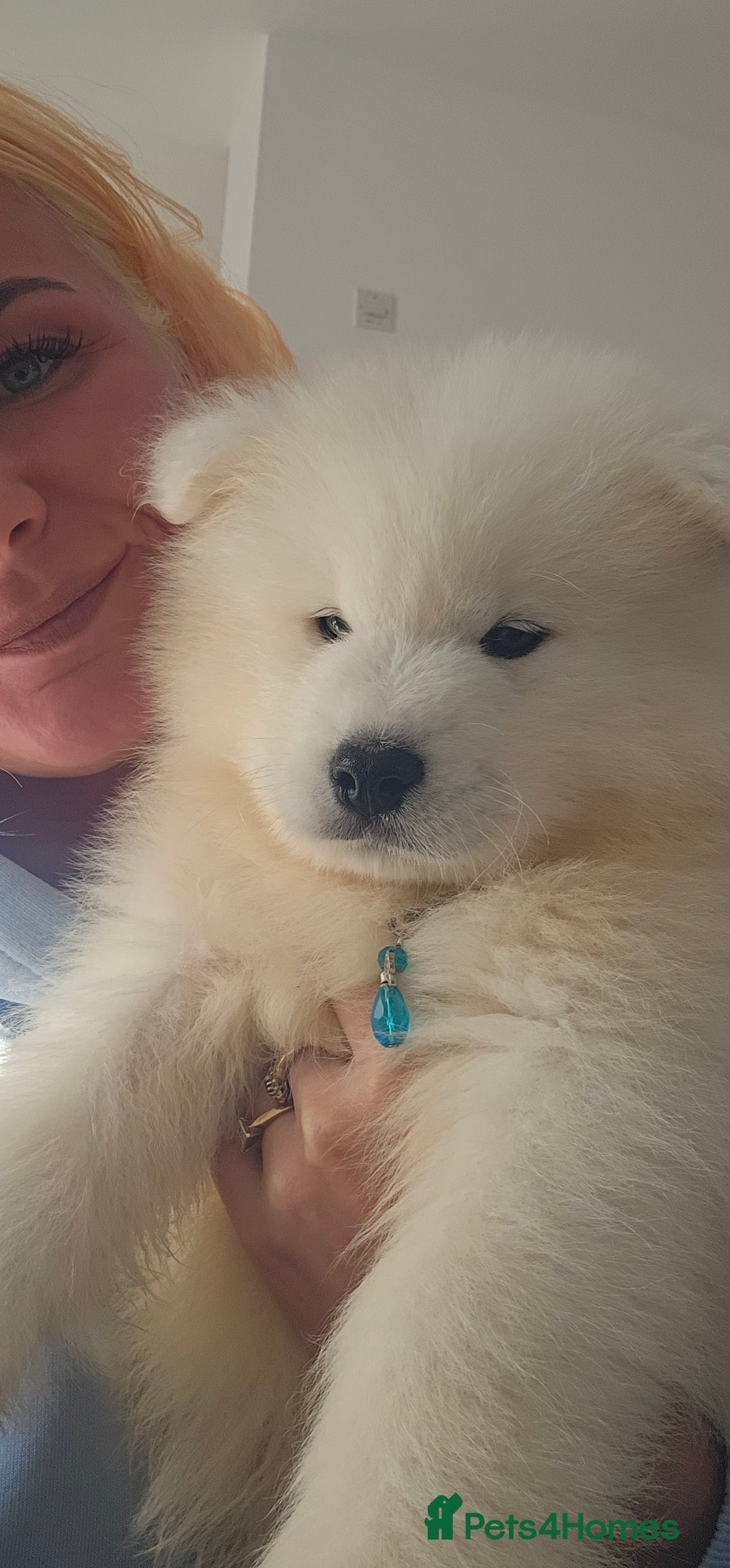 Samoyed dogs for sale: Last Boy samoyed  - Image 2