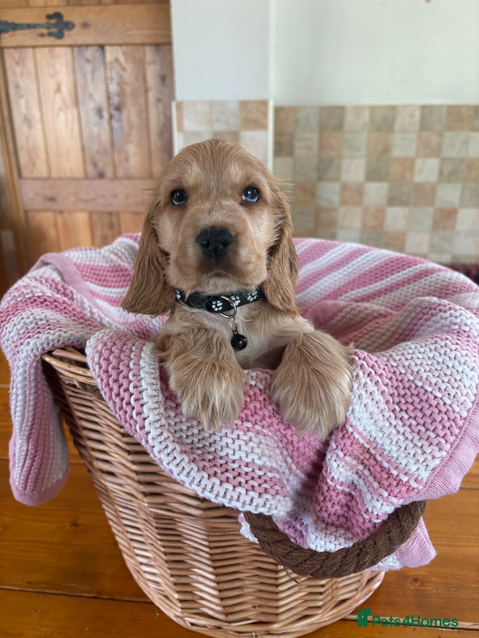 Cocker Spaniel dogs Ready now! Health tested show cocker spaniels - Advert 6