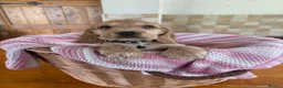 Cocker Spaniel dogs for sale: Ready now! Health tested show cocker spaniels - Advert 7