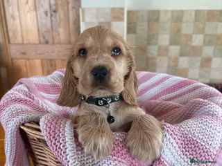 Cocker Spaniel dogs Ready now! Health tested show cocker spaniels - Advert 6
