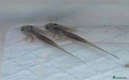 Axolotl reptiles for sale: *reduced*Rare Baby Lavender and wild type axolotl  - Image 18