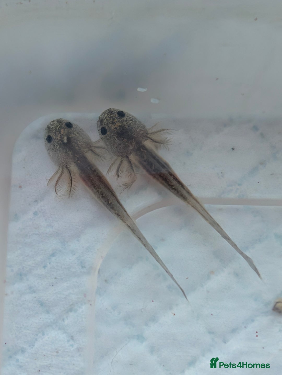 Axolotl reptiles for sale: *reduced*Rare Baby Lavender and wild type axolotl  - Image 18