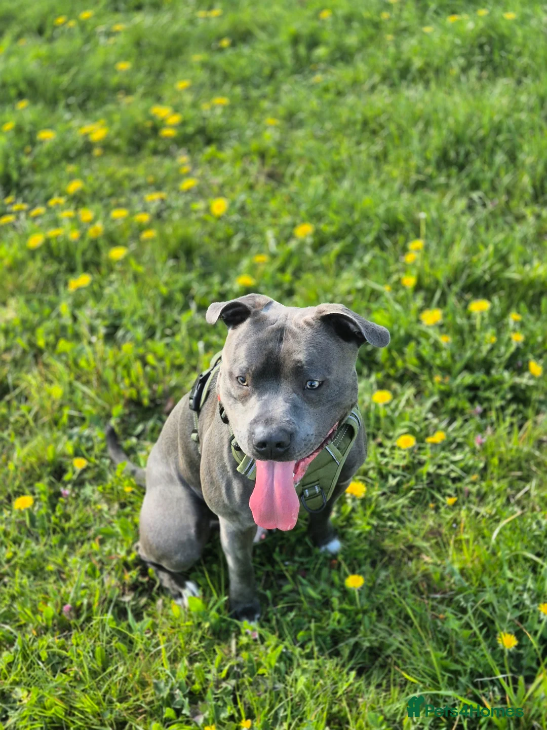 Staffordshire Bull Terrier dogs for stud: Blue Staffordshire bull terrior - Advert 2