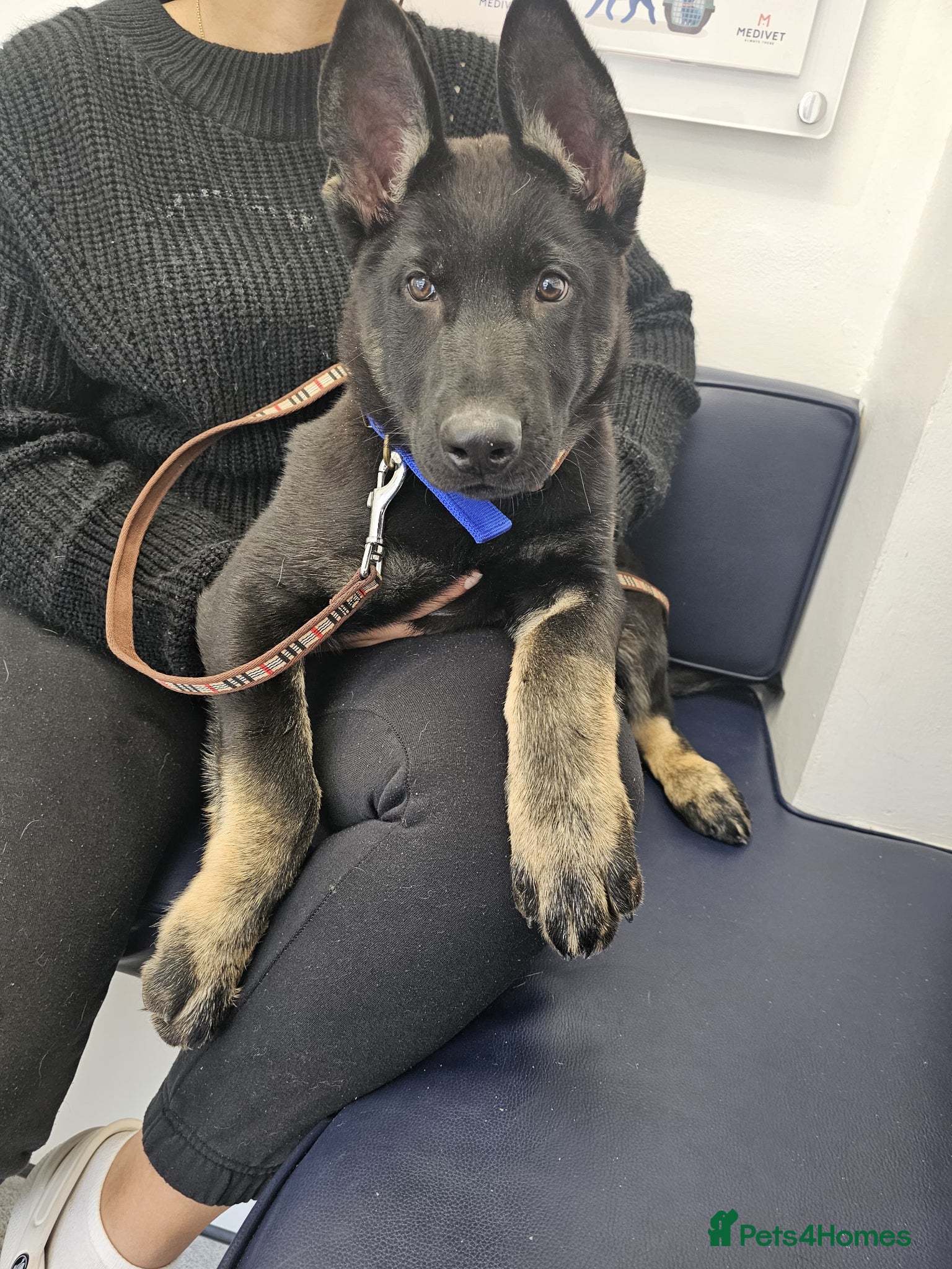 German Shepherd dogs for sale: German Shepherd dog for sale in Wolverhampton - Advert 4