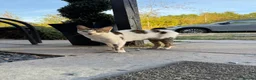 Mixed Breed cats for sale: Litter of lovely kittens - Advert 2