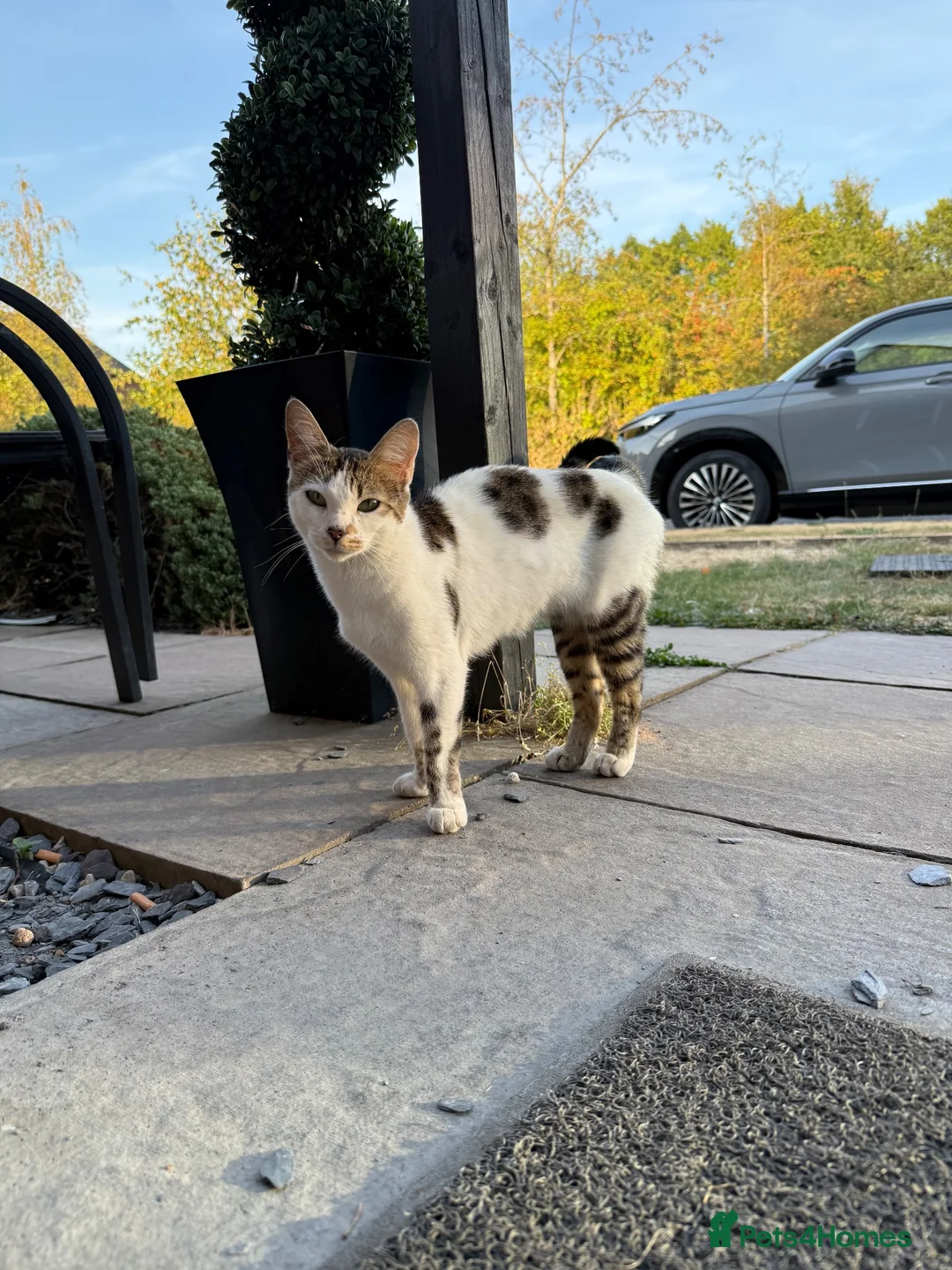 Mixed Breed cats for sale: Litter of lovely kittens - Advert 2