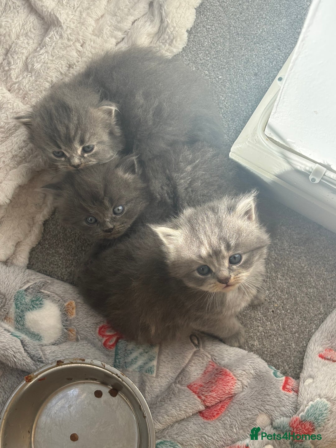 Mixed Breed cats for sale: Beautiful half Persian kittens - Image 10