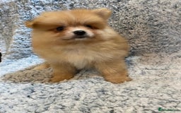 Pomeranian dogs for sale: Ready to leave Pomeranian puppies  - Image 21