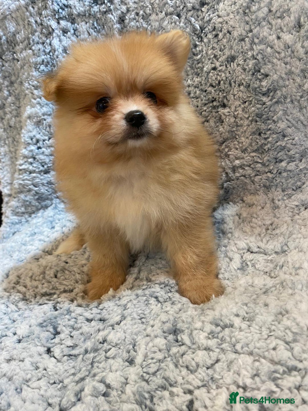 Pomeranian dogs for sale: Ready to leave Pomeranian puppies  - Image 21