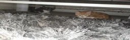 Mixed Breed cats for sale: 3 kittens in Beckenham - Advert 7