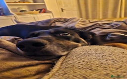 Border Collie dogs for sale: Border collie for rehoming - Image 1