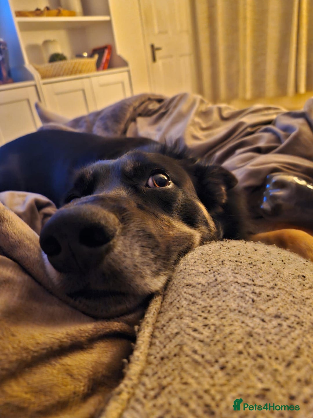 Border Collie dogs for sale: Border collie for rehoming - Image 1