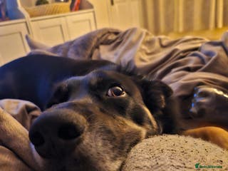 Border Collie dogs Border collie for rehoming - Advert 8