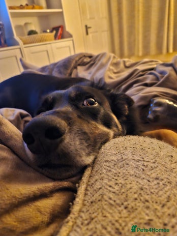 Border Collie dogs - Advert 1