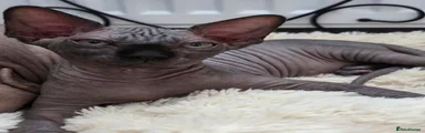 Sphynx Kitten 2