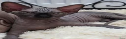 Sphynx cats for sale: FIFe registered Black stunning kittens - Advert 15