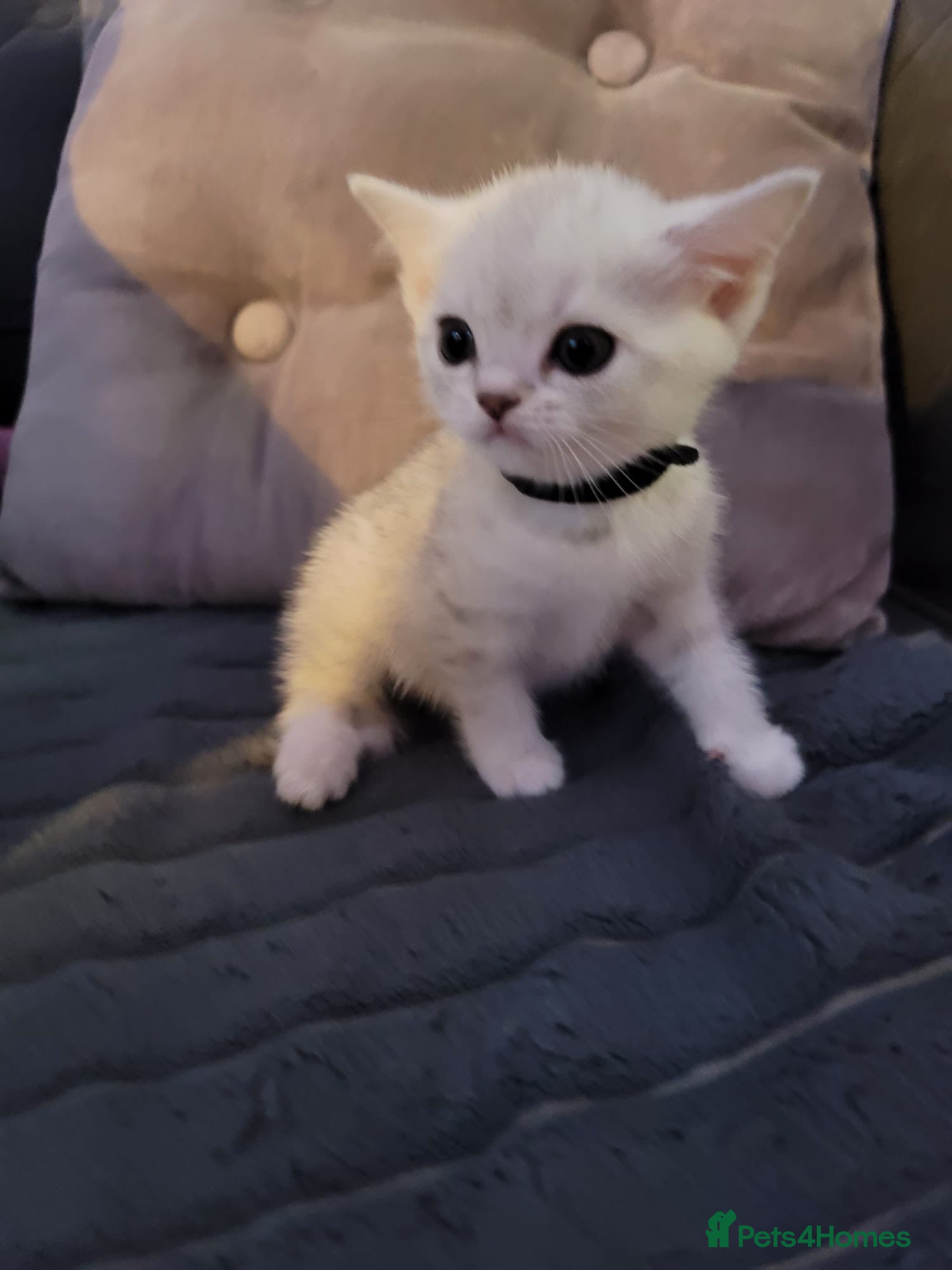 British Shorthair cats for sale: Beautiful kittens – 2 Boys & 2 Girls Ready Now  - Advert 19