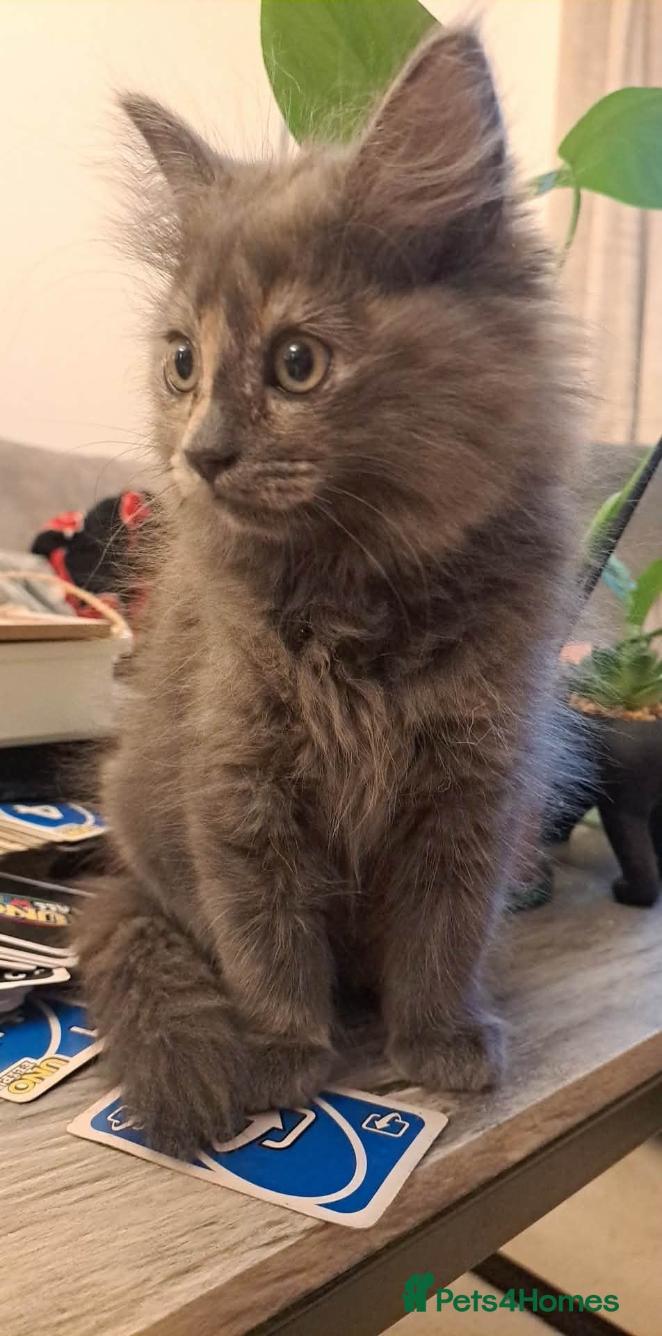 Mixed Breed cats Mix maine coon and ragdoll  - Advert 4