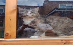 Maine Coon cats for sale: Adult blue male  - Image 5