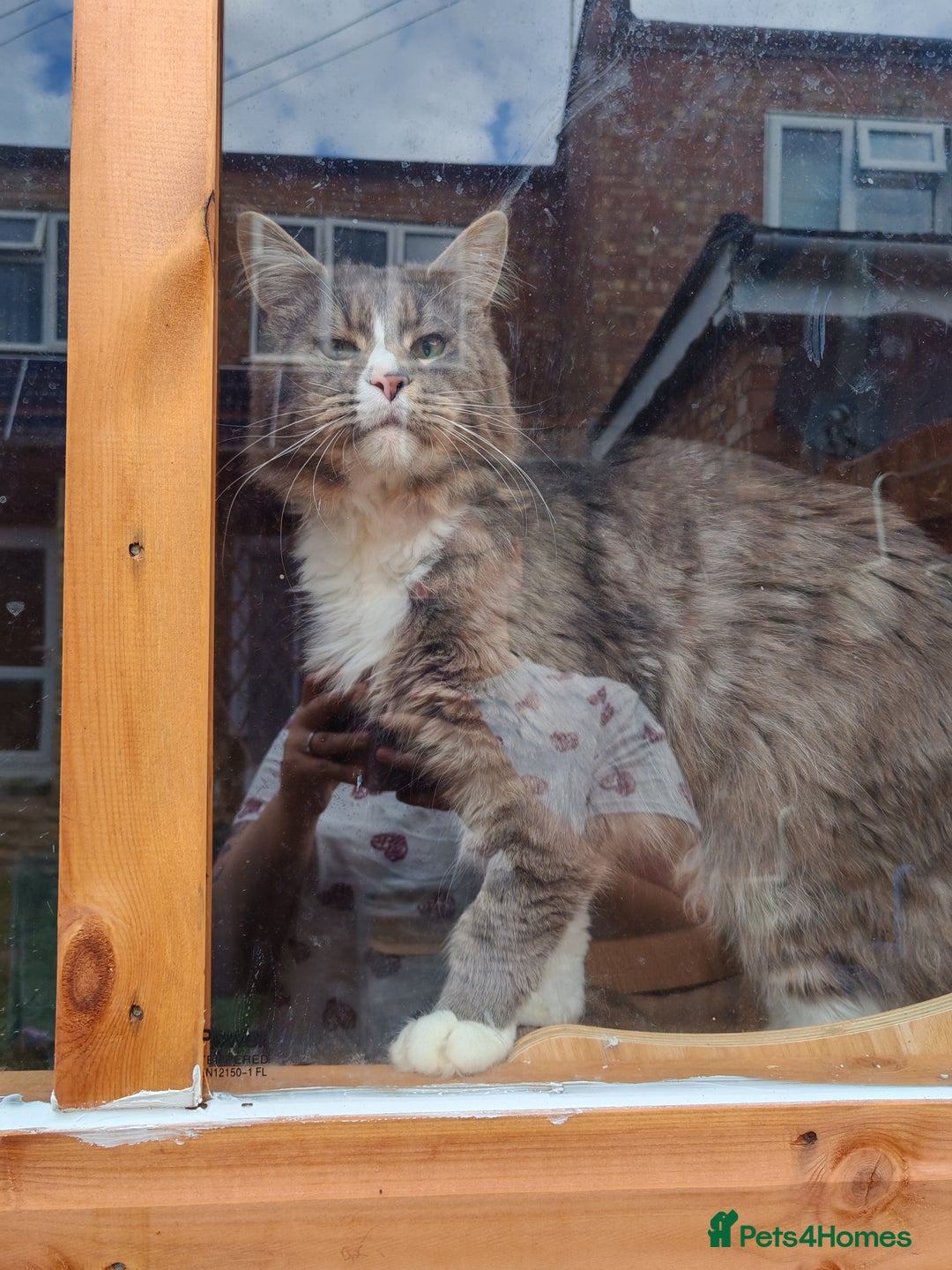 Maine Coon cats for sale: Adult blue male  - Image 5