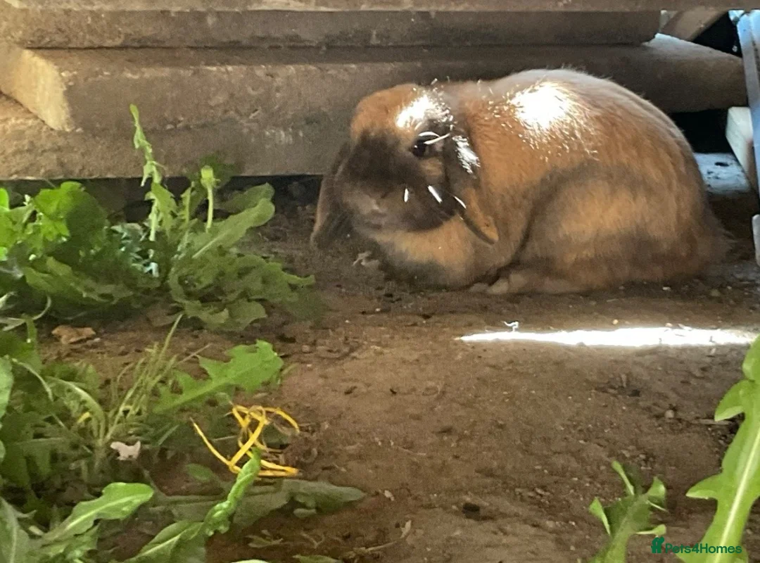 Mini Lop rabbits for sale: Mini lop  - Advert 2