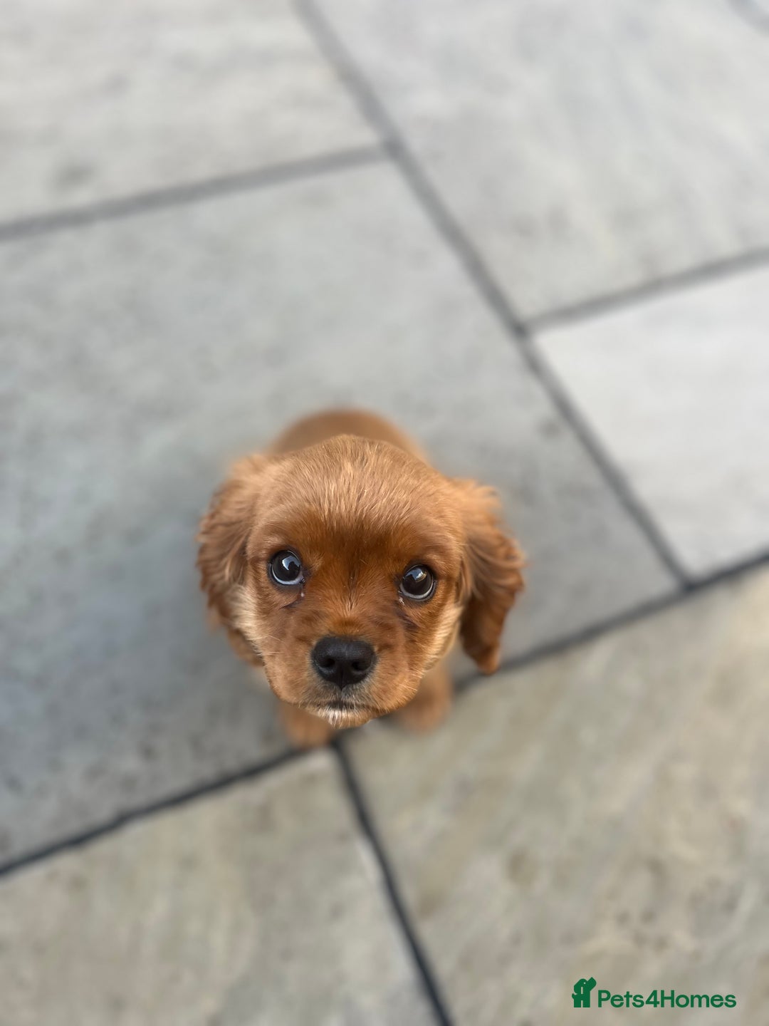 Cavalier King Charles Spaniel dogs for sale: KC cavalier King Charles dna clear  - Image 5