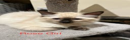 Ragdoll cats for sale: ❗️Charming Pure Ragdoll Kittens waiting love ❤️❗️ - Advert 26