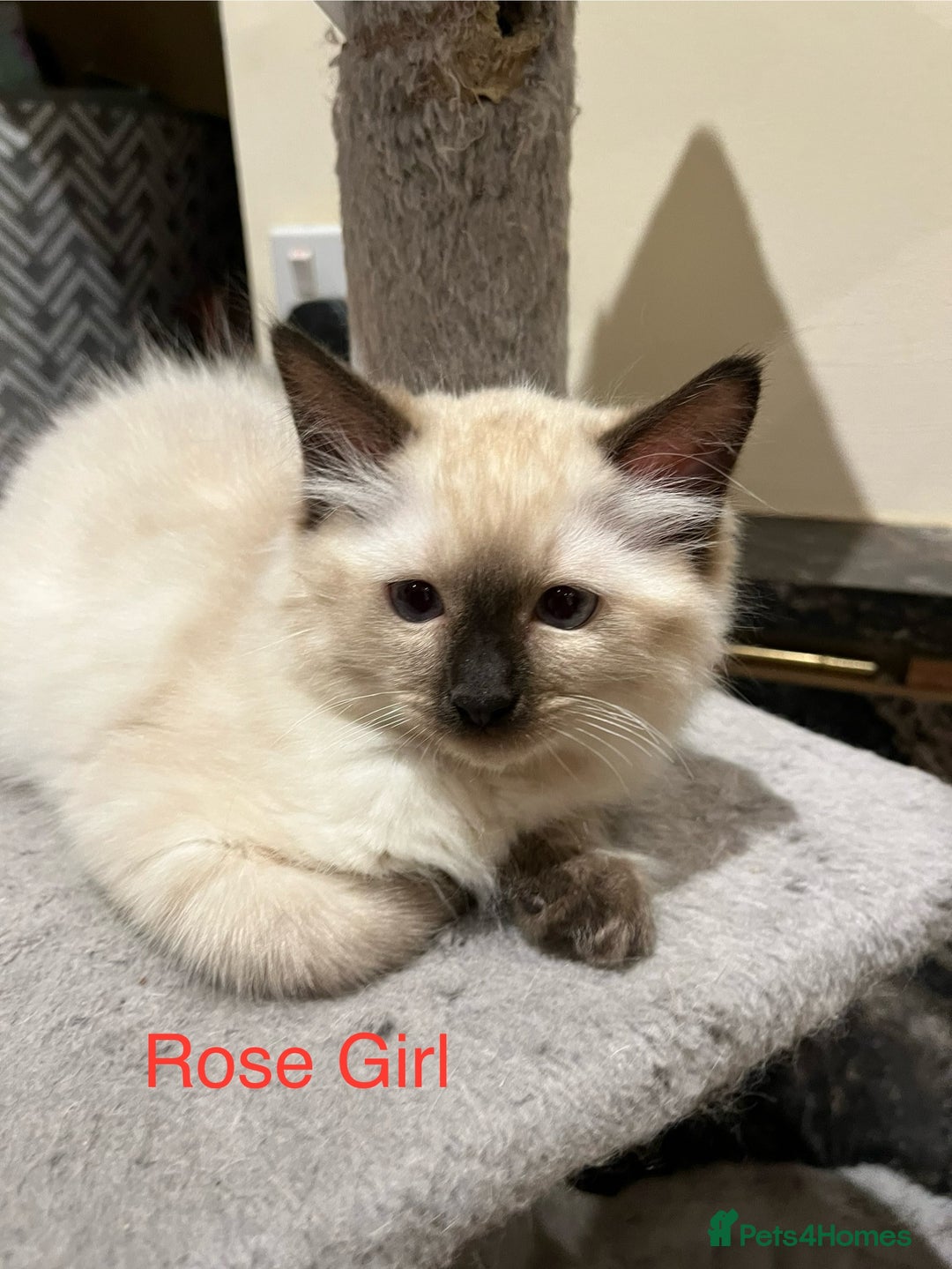 Ragdoll cats for sale: ❗️Charming Pure Ragdoll Kittens waiting love ❤️❗️ - Advert 26