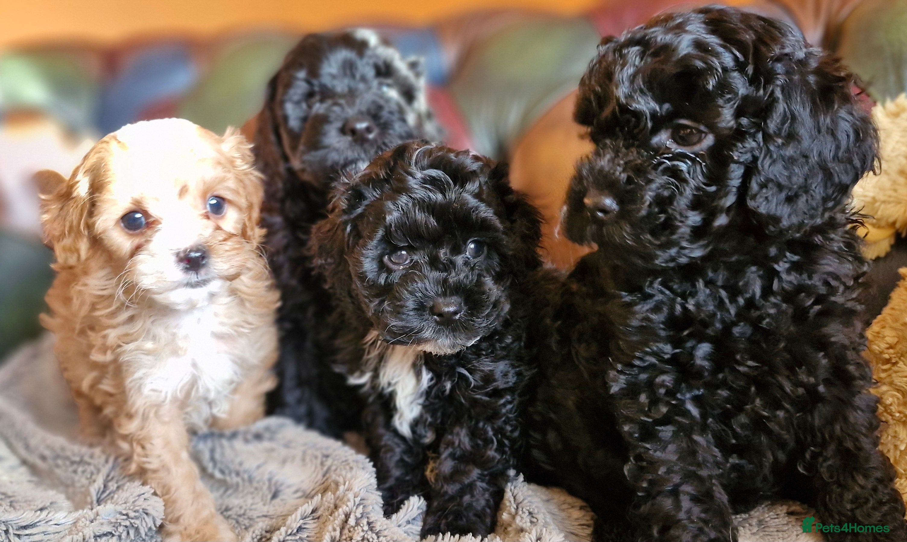 Cavapoo dogs Gorgeous f1b Cavapoo pups - Advert 7